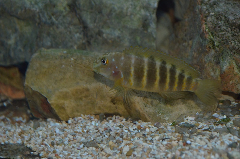 Eretmodus marksmithi 'Kalya'